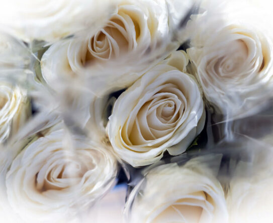 Valkoisia ruusuja nipussa.